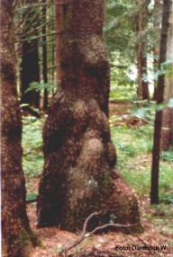 geobiologie