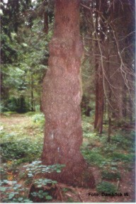 geobiologie2